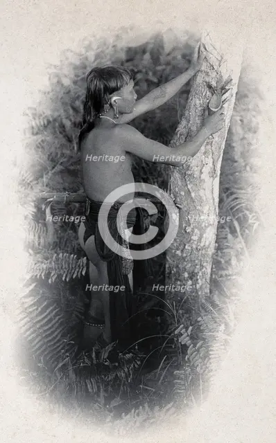 Sarawak: a Kenyah worker collecting the poison from an upas tree trunk, c1900. Creator: Unknown.