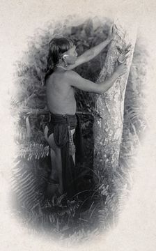 Sarawak: a Kenyah worker collecting the poison from an upas tree trunk, c1900. Creator: Unknown