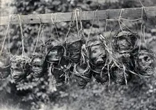 Sarawak: preserved and decorated human heads taken and strung up by Sea Dayaks, c1900. Creator: Unknown