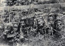 Sarawak: preserved and decorated human heads taken and strung up by Sea Dayaks, c1900. Creator: Unknown