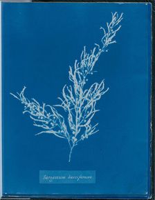 Sargassum bacciferum, 1843 or 1844. Creator: Anna Atkins