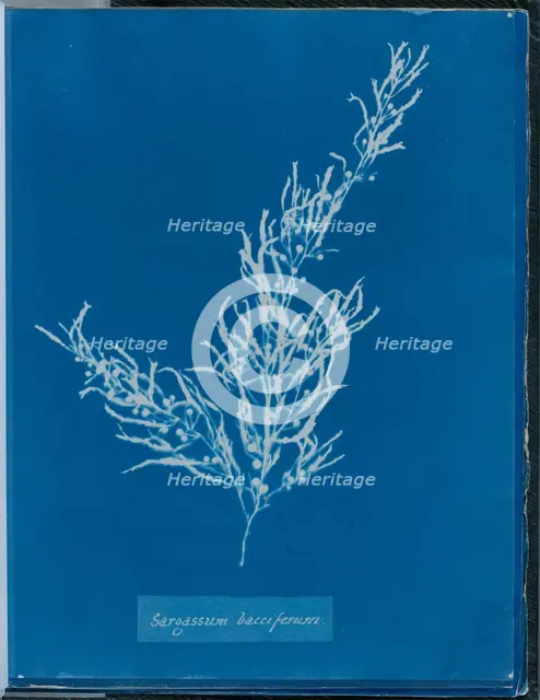 Sargassum bacciferum, 1843 or 1844. Creator: Anna Atkins.