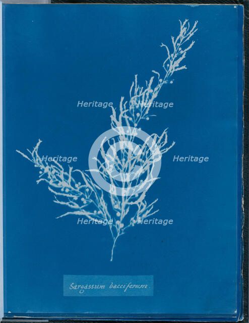 Sargassum bacciferum, 1843 or 1844. Creator: Anna Atkins.