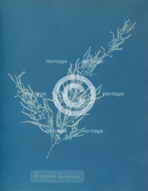 Sargassum bacciferum, ca. 1853. Creator: Anna Atkins.