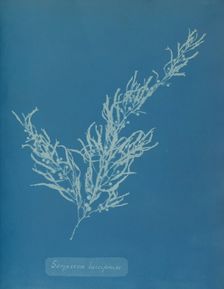 Sargassum bacciferum, ca. 1853. Creator: Anna Atkins
