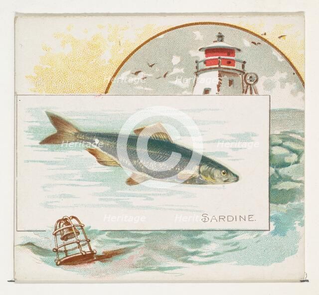 Sardine, from Fish from American Waters series (N39) for Allen & Ginter Cigarettes, 1889. Creator: Allen & Ginter.