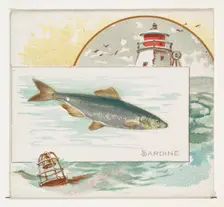 Sardine, from Fish from American Waters series (N39) for Allen & Ginter Cigarettes, 1889. Creator: Allen & Ginter
