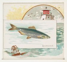 Sardine, from Fish from American Waters series (N39) for Allen & Ginter Cigarettes, 1889. Creator: Allen & Ginter