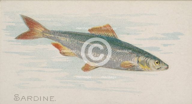 Sardine, from the Fish from American Waters series (N8) for Allen & Ginter Cigarettes Brands, 1889. Creator: Allen & Ginter.