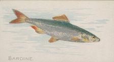 Sardine, from the Fish from American Waters series (N8) for Allen & Ginter Cigarettes Brands, 1889. Creator: Allen & Ginter