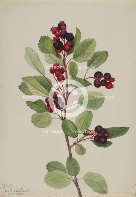 Saskatoon (Amelanchier alnifolia), 1923. Creator: Mary Vaux Walcott.
