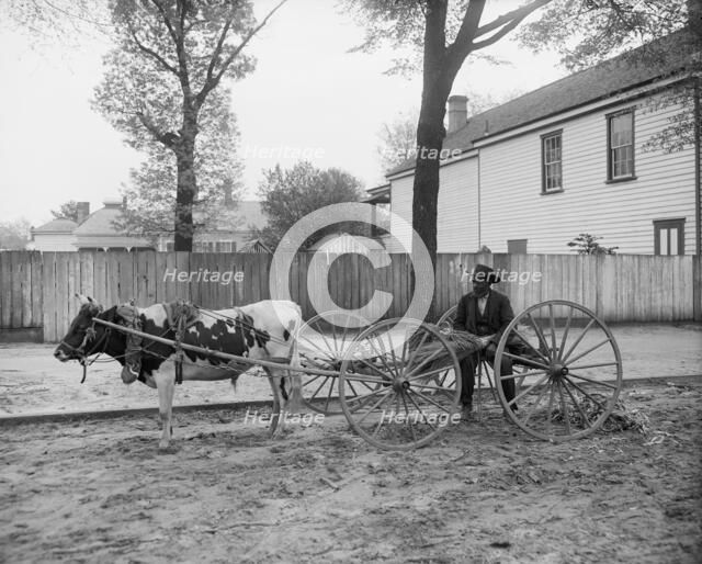 S.C. huckster, South Carolina, between 1900 and 1910. Creator: Unknown.