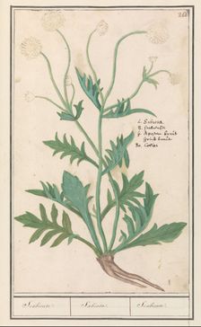 Scabiosa or Knautia, 1596-1610. Creators: Anselmus de Boodt, Elias Verhulst
