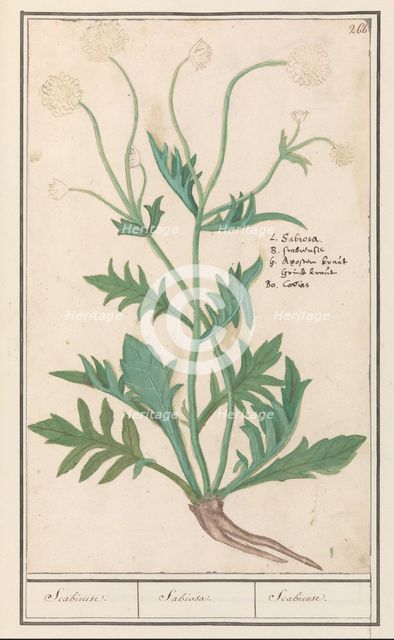 Scabiosa or Knautia, 1596-1610. Creators: Anselmus de Boodt, Elias Verhulst.