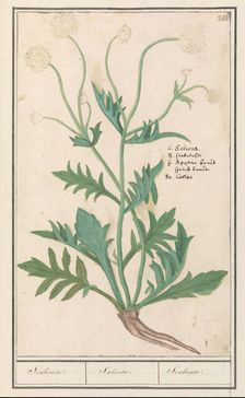 Scabiosa or Knautia, 1596-1610. Creators: Anselmus de Boodt, Elias Verhulst