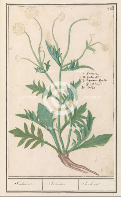 Scabiosa or Knautia, 1596-1610. Creators: Anselmus de Boodt, Elias Verhulst.