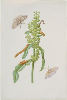 Scabious with geometrid moths, caterpillars and pupae, after 1683. Creator: Sybilla Merian