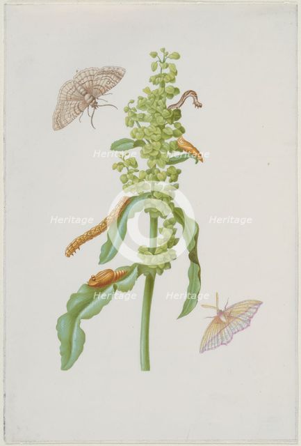 Scabious with geometrid moths, caterpillars and pupae, after 1683. Creator: Sybilla Merian.