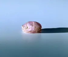 Scarab in amethyst, Ancient Egyptian, 13th century BC