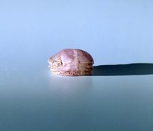 Scarab in amethyst, Ancient Egyptian, 13th century BC