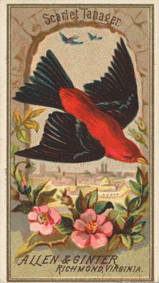 Scarlet Tanager, from the Birds of America series (N4) for Allen & Ginter Cigarettes Brands, 1888. Creator: Allen & Ginter