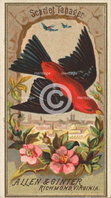 Scarlet Tanager, from the Birds of America series (N4) for Allen & Ginter Cigarettes Brands, 1888. Creator: Allen & Ginter.