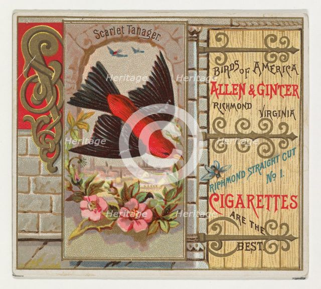 Scarlet Tanager, from the Birds of America series (N37) for Allen & Ginter Cigarettes, 1888. Creator: Allen & Ginter.