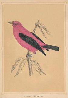 Scarlet Tanager (Piranga olivacea), c1850, (1856)