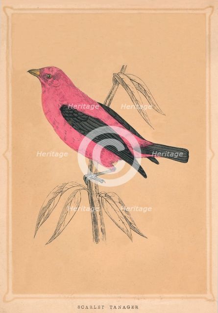 'Scarlet Tanager', (Piranga olivacea), c1850, (1856). Artist: Unknown.