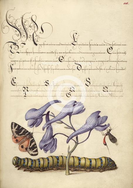 Scarlet Tiger-Moth, Larkspur, Insect, and Caterpillar, 1561-1562; illumination added 1591-1596. Creator: Joris Hoefnagel.