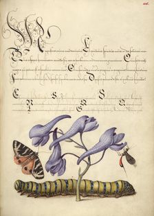 Scarlet Tiger-Moth, Larkspur, Insect, and Caterpillar, 1561-1562; illumination added 1591-1596. Creator: Joris Hoefnagel