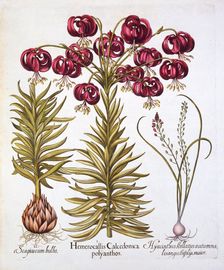 Scarlet Turk's Cap Lily and Scilla Autumnalis, from Hortus Eystettensis by Basil Besler (1561-162
