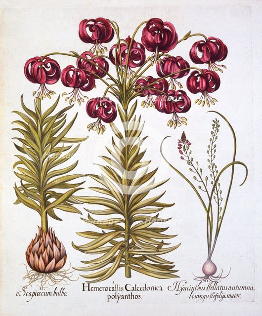 Scarlet Turk's Cap Lily and Scilla Autumnalis, from 'Hortus Eystettensis', by Basil Besler (1561-162