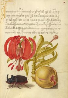 Scarlet Turk's Cap, Rhinoceros Beetle, and Pomegranate, 1561-1562; illumination added 1591-1596. Creator: Joris Hoefnagel