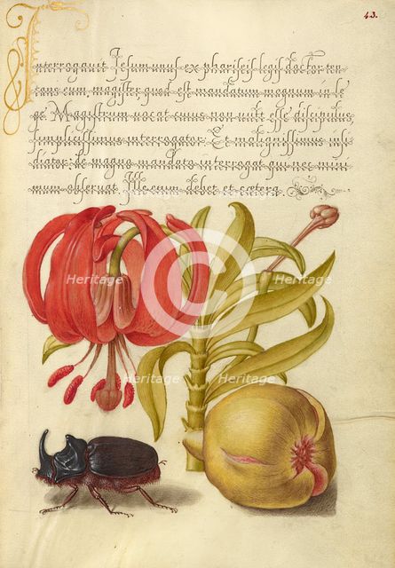Scarlet Turk's Cap, Rhinoceros Beetle, and Pomegranate, 1561-1562; illumination added 1591-1596. Creator: Joris Hoefnagel.