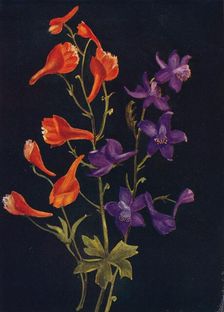 Scarlet and Blue Larkspur c1915, (1915). Artist: Emma Graham Clock