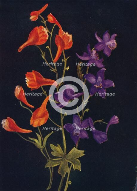 'Scarlet and Blue Larkspur',  c1915, (1915). Artist: Emma Graham Clock.