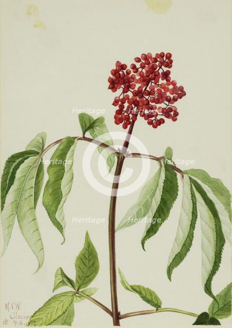 Scarlet Elder (Sambucus pubens), 1922. Creator: Mary Vaux Walcott.