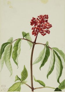 Scarlet Elder (Sambucus pubens), 1922. Creator: Mary Vaux Walcott