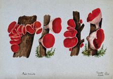 Scarlet elf cup fungus (Sarcoscypha coccinea): fruiting bodies growing on wood, 1896. Creator: R Baker