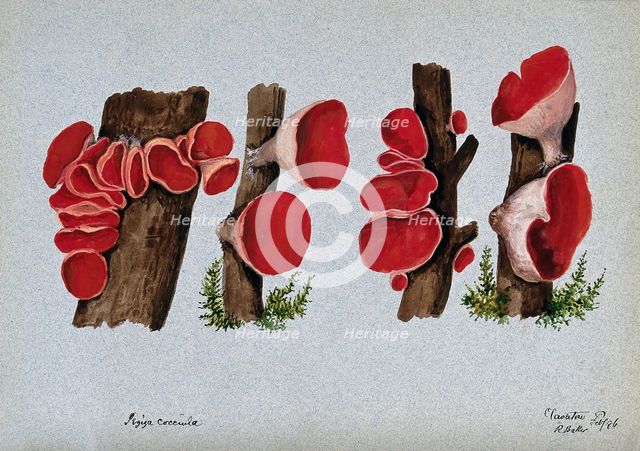 Scarlet elf cup fungus (Sarcoscypha coccinea): fruiting bodies growing on wood, 1896. Creator: R Baker.