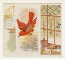 Scarlet Finch, from the Song Birds of the World series (N42) for Allen & Ginter Cigarettes..., 1890. Creator: Allen & Ginter