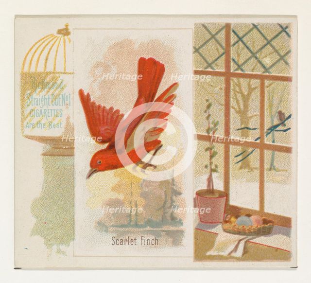 Scarlet Finch, from the Song Birds of the World series (N42) for Allen & Ginter Cigarettes..., 1890. Creator: Allen & Ginter.