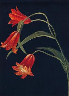 Scarlet Fritillaria c1915, (1915). Artist: Emma Graham Clock