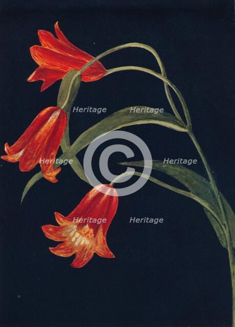 'Scarlet Fritillaria',  c1915, (1915). Artist: Emma Graham Clock.