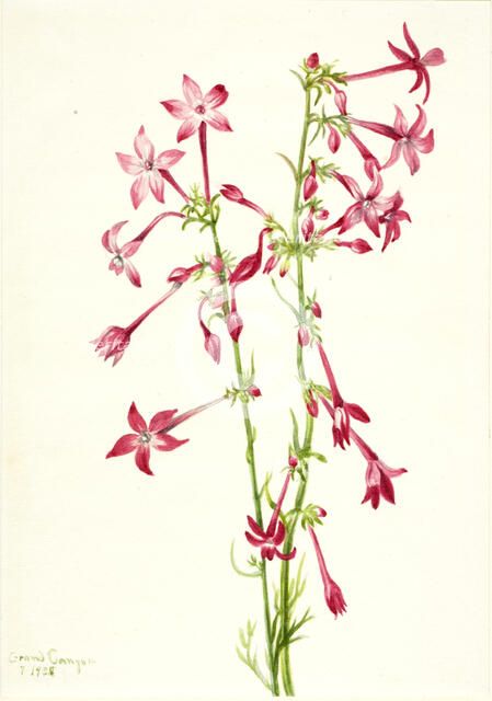 Scarlet Gilia (Gilia aggregata), 1935. Creator: Mary Vaux Walcott.