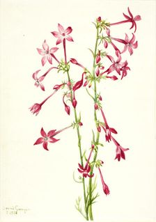 Scarlet Gilia (Gilia aggregata), 1935. Creator: Mary Vaux Walcott