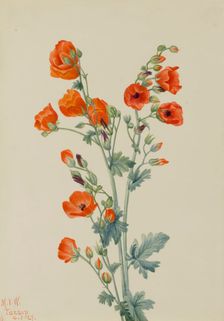Scarlet Globe Mallow (Sphaeralcea grossulariaefolia), 1927. Creator: Mary Vaux Walcott