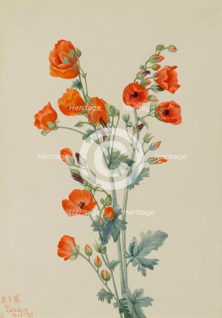Scarlet Globe Mallow (Sphaeralcea grossulariaefolia), 1927. Creator: Mary Vaux Walcott.