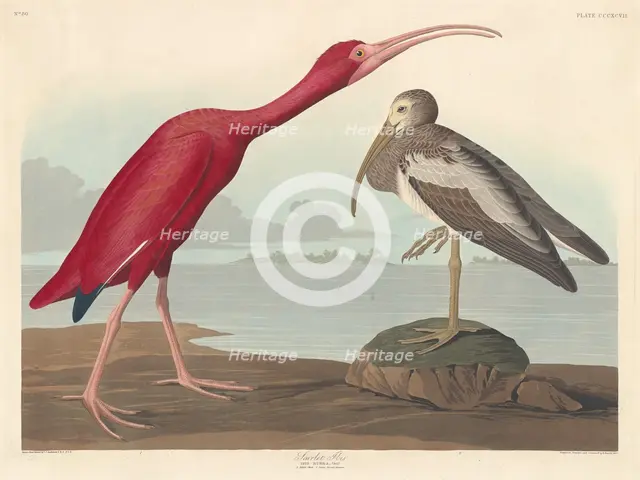 Scarlet Ibis, 1837. Creator: Robert Havell.